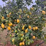 Bed & Breakfast Don Peppe Monopoli